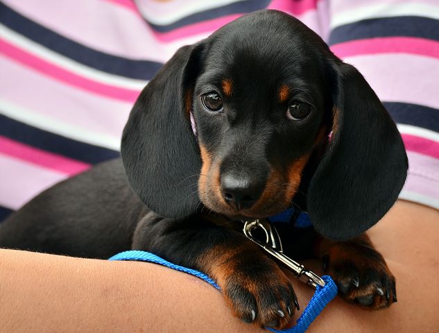 dachshund-1519374__480